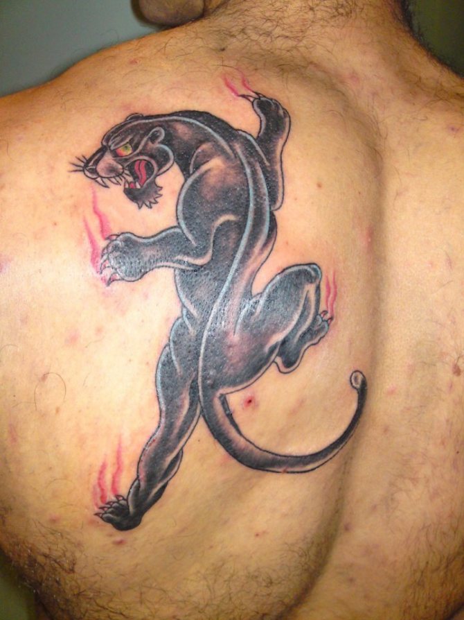 Tatouage d'une panthère sur l'omoplate d'un homme