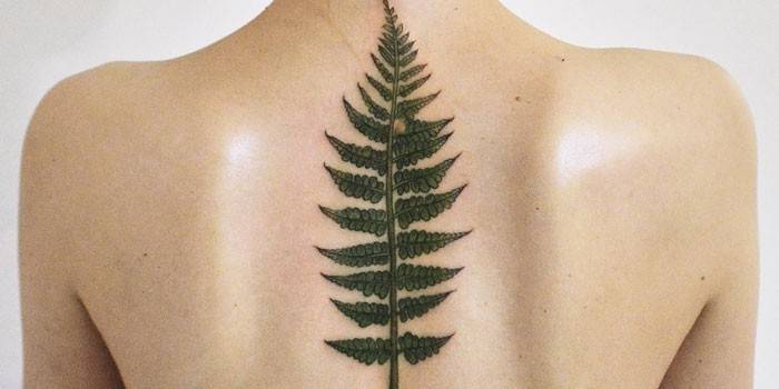 Tatouage d'une fougère