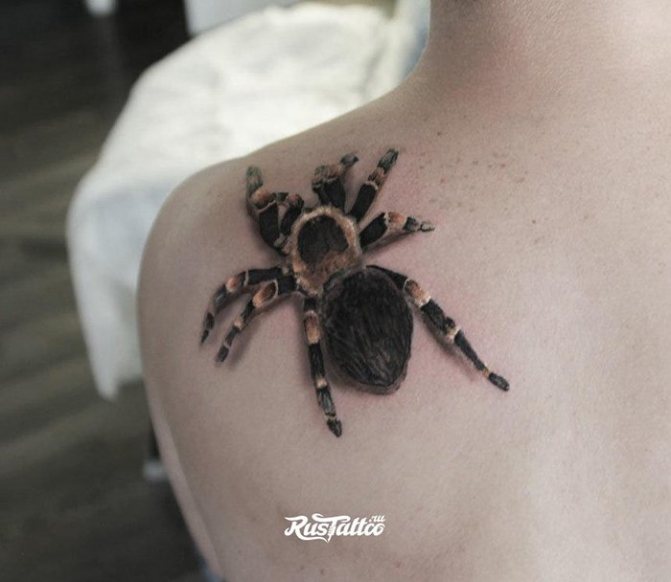 Tatouage réaliste d'une araignée sur le dos