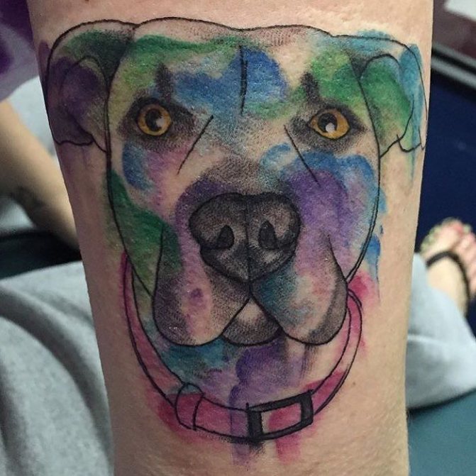 tatouage de pitbull sur le bras