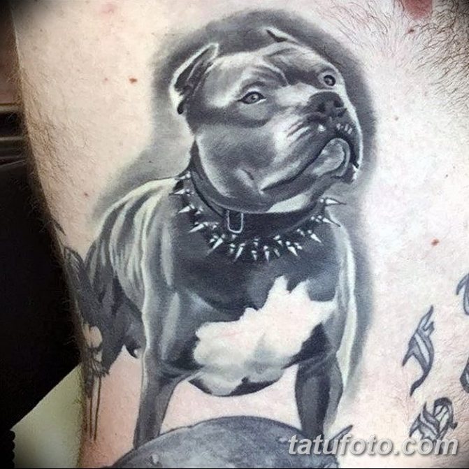 Tatouage réaliste d'un pitbull sur la poitrine en noir et blanc