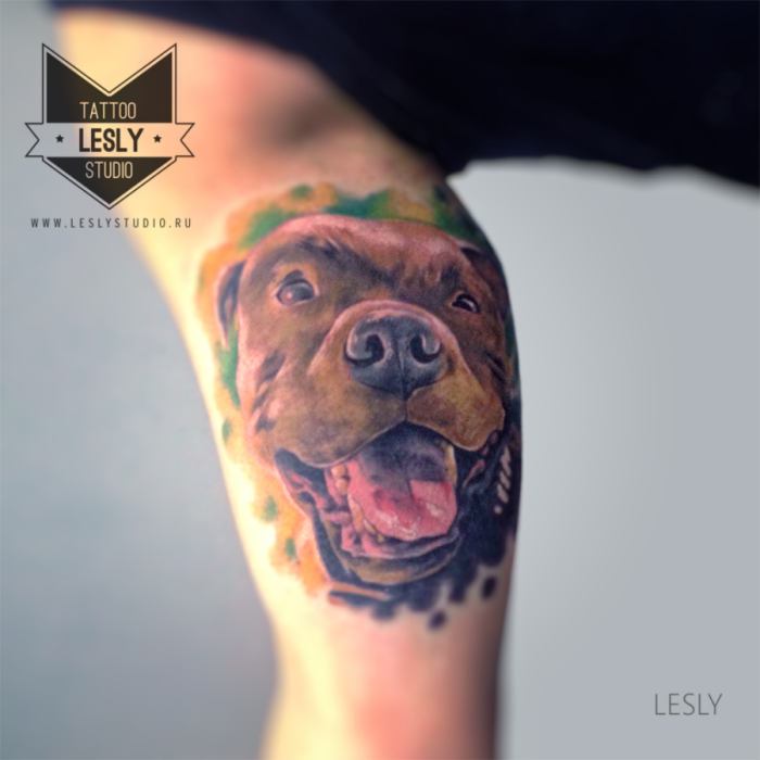 Réalisme Pit Bull tatouage sur biceps coloré