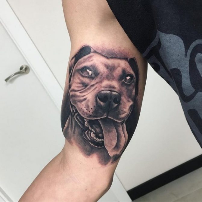 Tatouage réaliste de Pit Bull sur le biceps