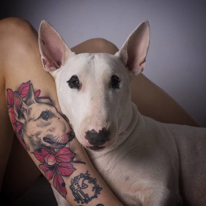 tatouage de chien