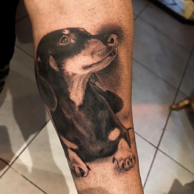 tatouage teckel