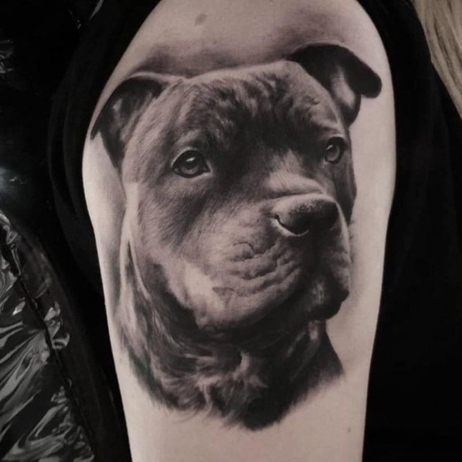 tatouages de chiens