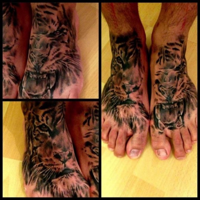 Tigre