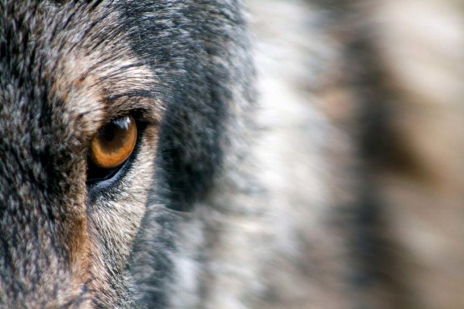 Loup totem 2