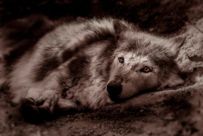 Loup totem 3