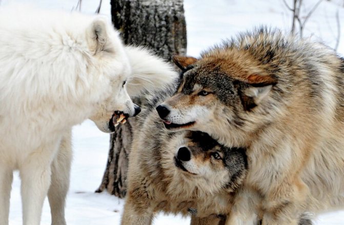 Trois loups avant un combat