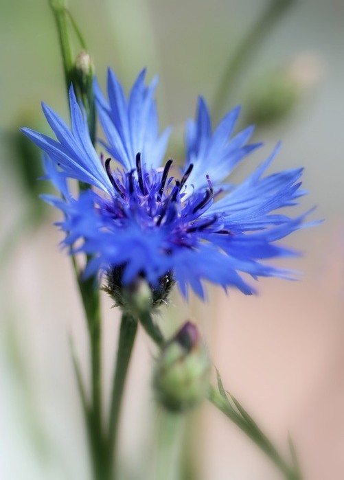 bleuet (501x700, 50Kb)