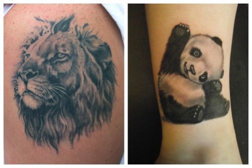 Un lion majestueux et un gentil panda