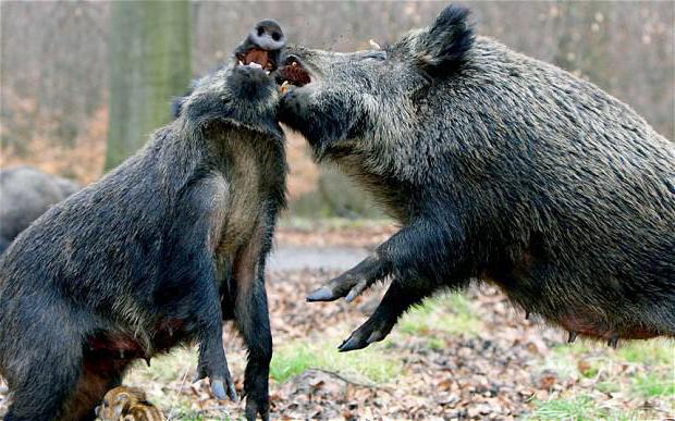 sanglier sanglier