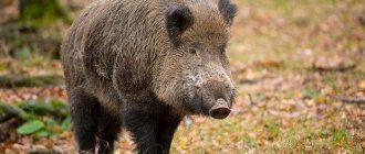 animal sanglier