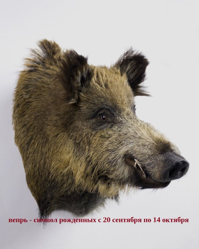 Porc