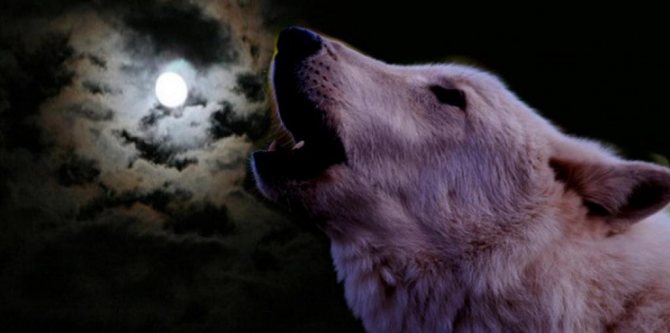 Hurlant à la lune