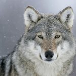 les yeux de loup