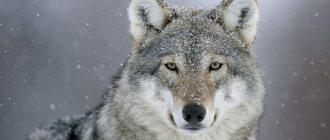 les yeux de loup