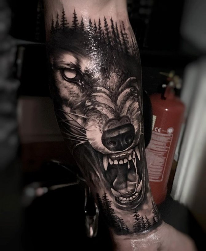 photos de sourire de loup