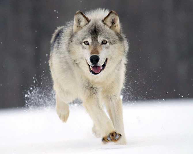 Loup qui court
