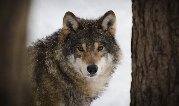 Loup, Prédateurs, Faune, Hiver