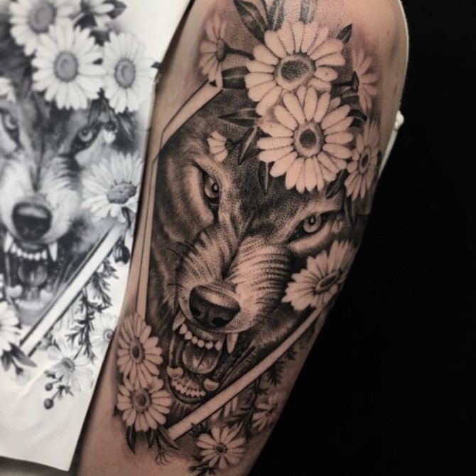 sourire de loup