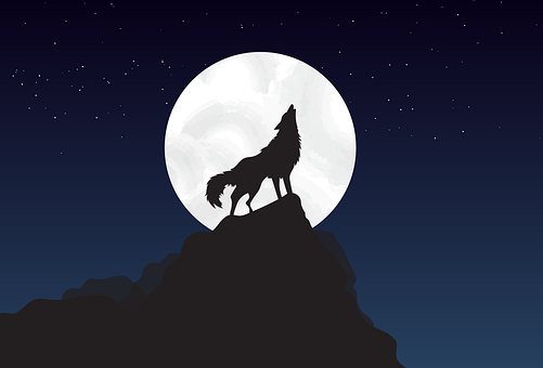 Loup, debout, marchant, lune, nuit