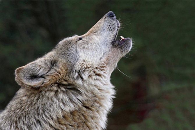 Un loup qui hurle