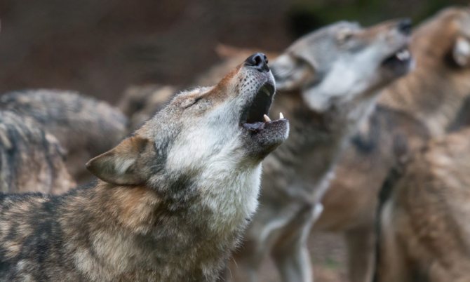 Hurlement de loup