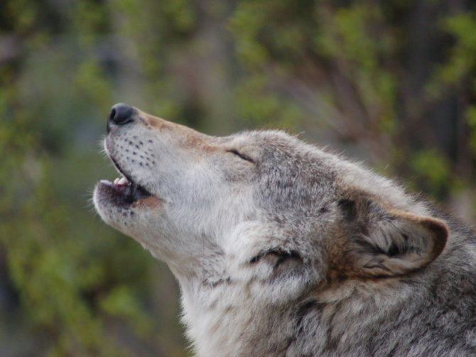 loup