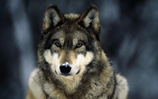 loup
