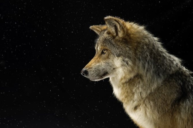 loup