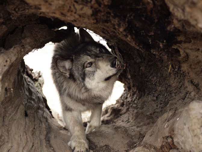 loup
