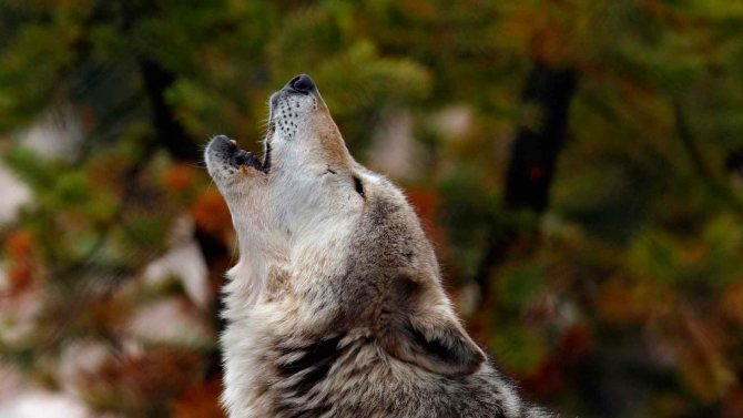 loup