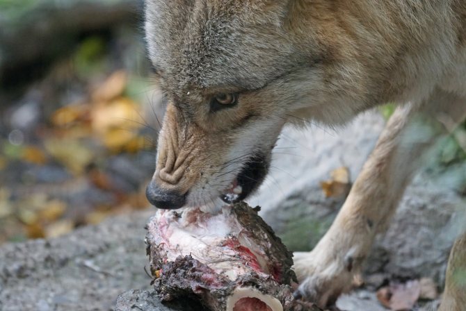 loup
