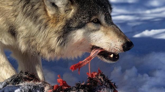 loup