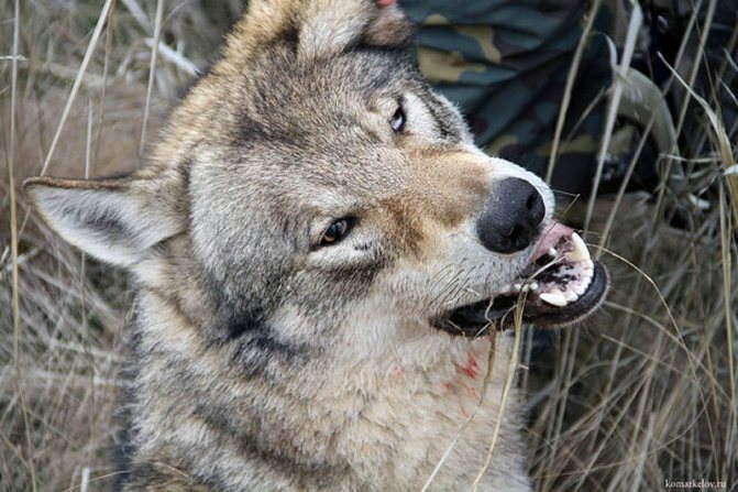 loup