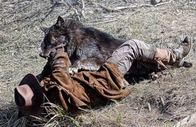 loup