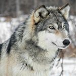 loup