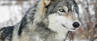 loup