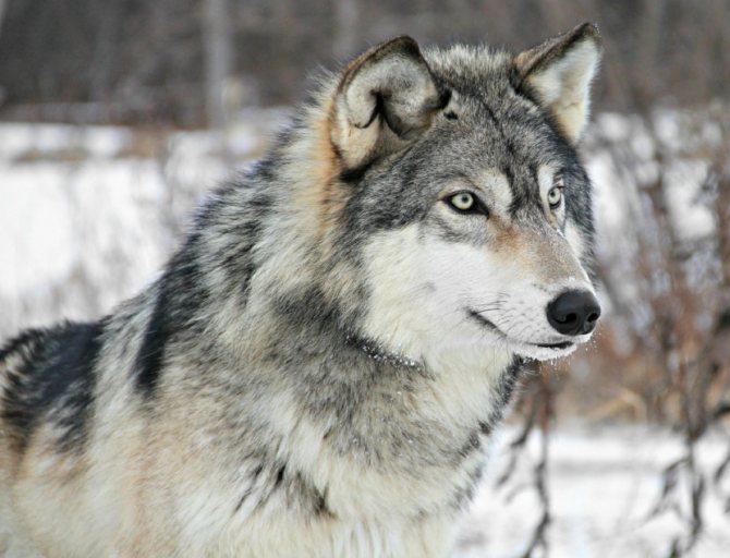 loup