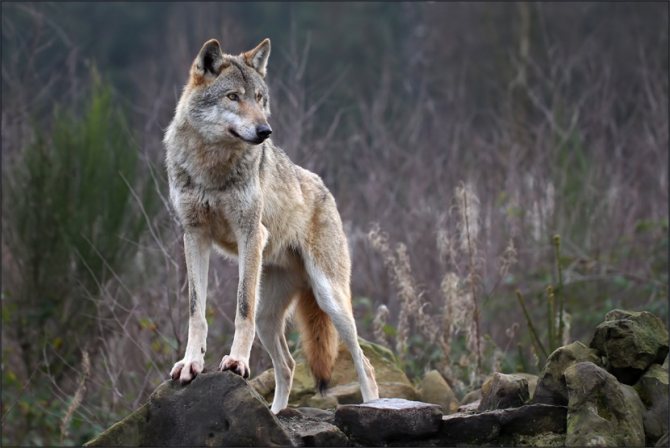 loup