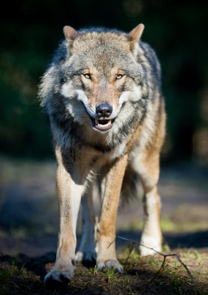 loup