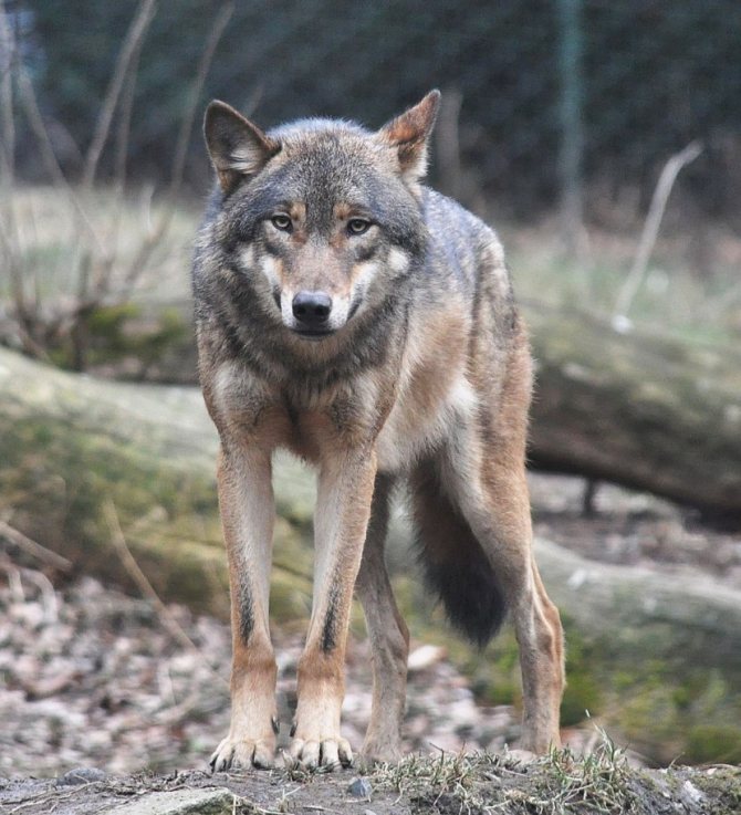 loup