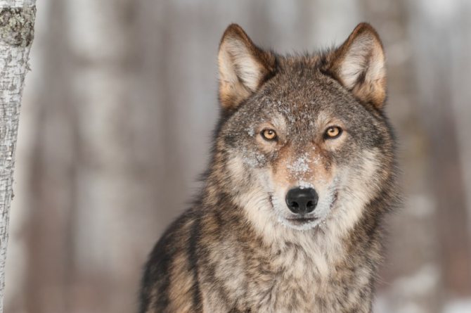 loup