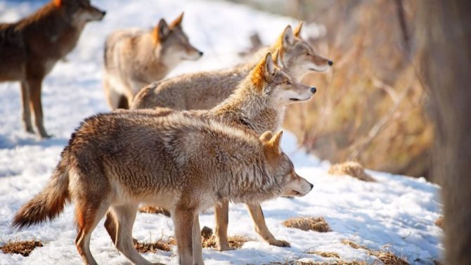 Les loups en chasse