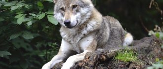 signification du symbole du loup