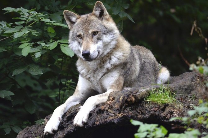 signification du symbole des loups