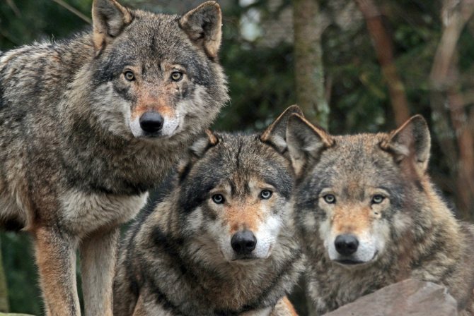 loups