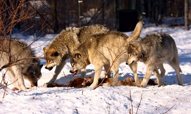 loups